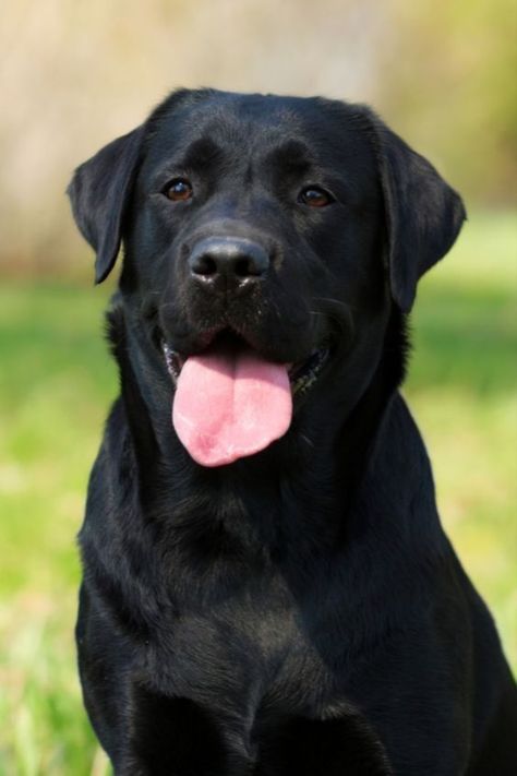 Labrador Price In India Labrador Puppy Training, Lab Pups, Labrador Retriever Facts, Labrador Retriever Training, Labrador Dogs, Labrador Noir, Black Labrador Dog, Chocolate Labrador Retriever, Dog Labrador