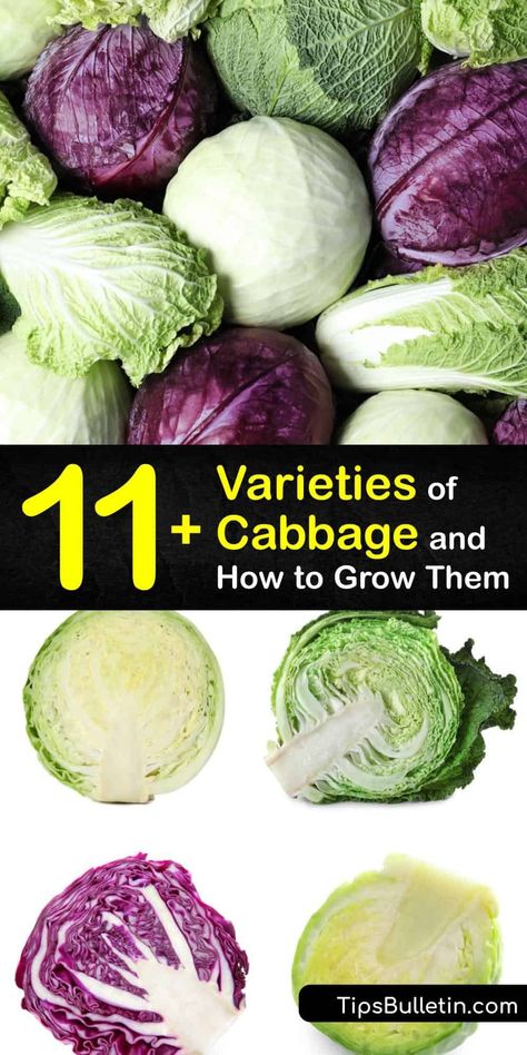 Different Types Of Cabbage, Cabbage Types, How To Store Cabbage, Fry Cabbage, Cabbage Varieties, Cabbage Benefits, Types Of Cabbage, Cabbage Plant, Cruciferous Vegetables