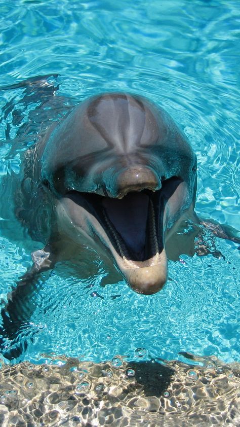 1080x1920 Wallpaper dolphin, smiling, water, pool A Dolphin, Wallpaper Iphone, Swimming, Iphone, Water