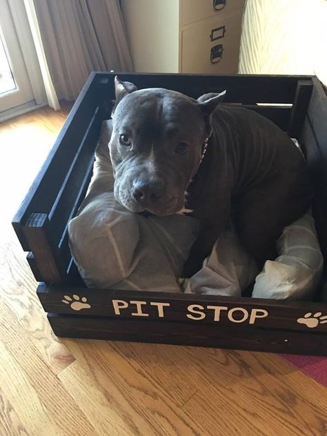 Pit Bull Rescued From Drug Bust Loves Fostering Puppies Now Dog Parade, Pitbull Rescue, Diy Dog Costumes, Diy Dog Bed, Bear Dog, Dog Costumes, Cute Animal Photos, Diy Dog Stuff, Cuteness Overload