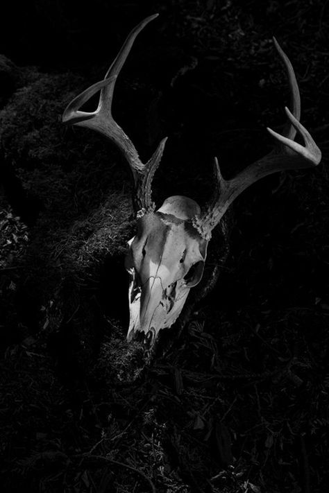 DarkKinetik13 Welcome Foolish Mortals, Bone Collector, Foolish Mortals, Pomegranate Art, Black Beast, Vulture Culture, Deer Skull, Cross Bones, White Moon