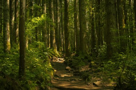 Forest GIF - Find & Share on GIPHY Desert Sahara, Forest Background, Forest Trail, Forest Path, Chiba, Tree Forest, Nature Gif, Aesthetic Gif, Dark Ages