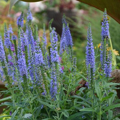 Veronica Flower, Rooting Hormone, White Flies, Buy Seeds, Attracting Bees, Moody Blues, Summer Plants, Companion Planting, Plant Growth