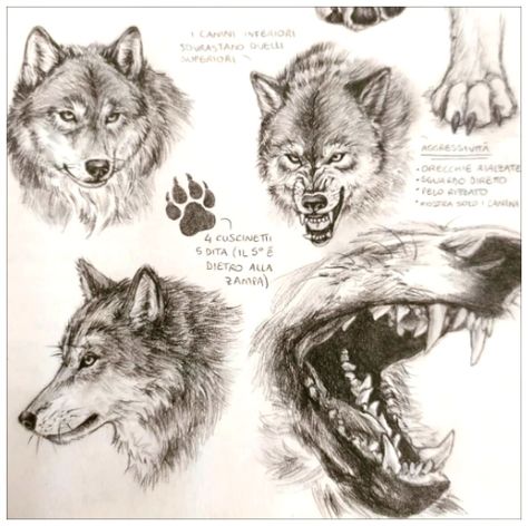 Wolf Sketch, Canine Drawing, Nature Sketch, Animal Study, Canine Art, Wolf Drawing, Animal Sketches, Wolf Art, Book Art Drawings