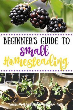 Mini Farming For Beginners, Learn To Garden, Small Beginner Homestead, Growing Food In Small Spaces, Self Sufficient Homestead Small Farm, Small Beginner Garden, Garden How To, Small Yard Homesteading, Small Backyard Food Garden