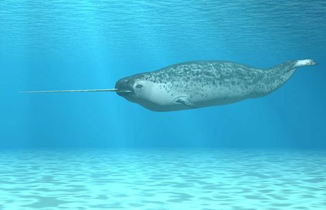 Narwhal Real, Narwhal Facts, Baffin Island, Canine Tooth, Beluga Whale, List Of Animals, Arctic Animals, Narwhal, Marine Animals