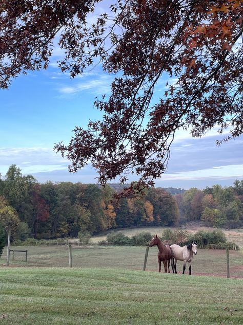 horses enjoying a crisp fall morning Crisp Fall Morning, Fall Morning, Aesthetic 2024, Autumn Morning, Fall Aesthetic, Fall Fun, Horses, Quick Saves