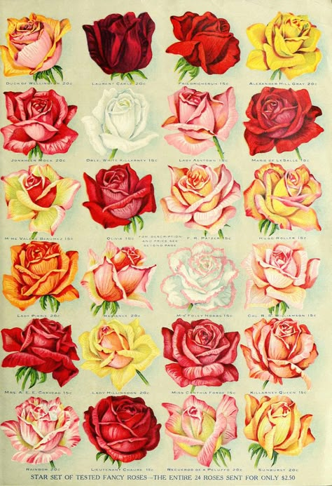 Rose Clock, Colored Roses, Springfield Ohio, Seed Catalogs, Decoupage Vintage, Rose Art, Rose Painting, Bedroom Art, Vintage Roses