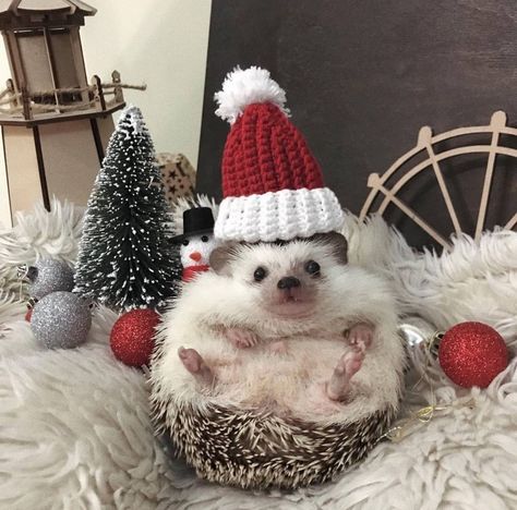 Hedgehog Christmas, Cute Animal Quotes, Christmas Dreaming, A Hedgehog, Funny Animal Photos, Christmas Feeling, Cute Hedgehog, Super Cute Animals, Silly Animals