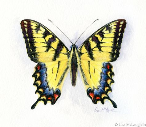 Swallowtail Butterfly Tattoo, Tiger Swallowtail Butterfly, Watercolor Pencil Art, Butterfly Mosaic, Tiger Swallowtail, Cool Bugs, Swallowtail Butterfly, Butterfly Watercolor, A Tiger