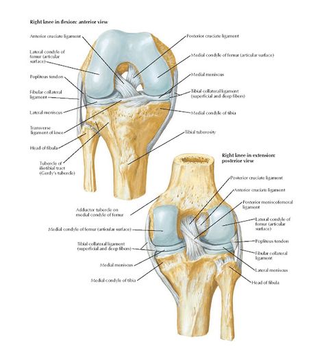 Knee: Cruciate and Collateral Ligaments Anatomy   Right knee in flexion: anterior view, Anterior cruciate ligament, Lateral condyle of fe... Anatomy Of The Knee, Joints Anatomy, Human Body Structure, Knee Ligaments, Anterior Cruciate Ligament, Flat Tummy Workout, Medicine Notes, Cruciate Ligament, Nursing Books