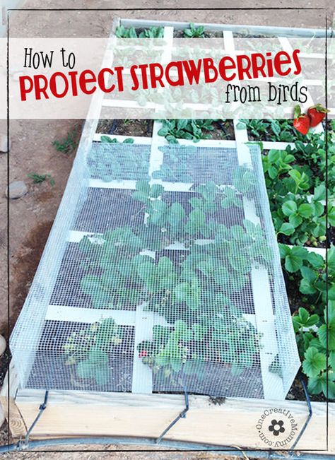 Do birds get to eat more strawberries from your garden than you do?  Learn how to protect strawberries from birds with my strawberry cage tutorial {OneCreativeMommy.com} #gardening #gardeningtips #gardeninghacks #strawberries Birds Cage, Square Foot Garden, Strawberry Garden, Growing Strawberries, Meteor Garden 2018, Magic Garden, Strawberry Plants, Square Foot Gardening, Backyard Farming