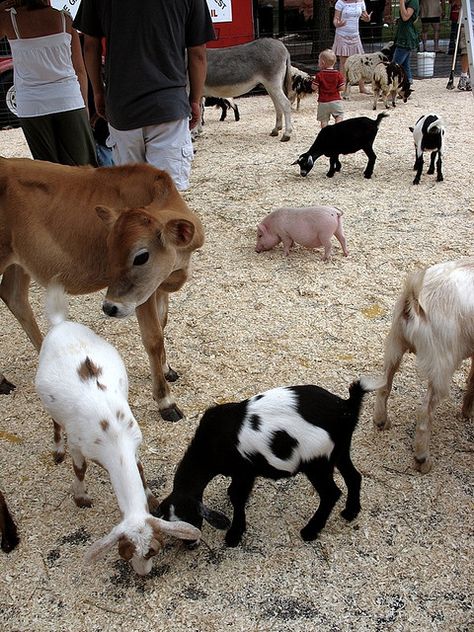 I am having a baby animal petting zoo at my wedding…even if it's just a basket of puppies and a pygmy goat. It's happening Farm Animal Petting Zoo | Baby farm animals, Small Petting Zoo Ideas, Petting Zoo Animals, Petting Farm Ideas, Petting Zoo Ideas, Mini Farm Animals, Petting Zoo Farm, Petting Zoo Birthday Party, Petting Zoo Birthday, Petting Farm