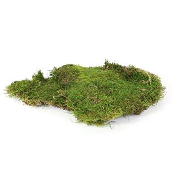 Moss Diorama, Sheet Moss, Moss Photography, Moss Texture, Moss Aesthetic, Moss Grass, Elm Bonsai, Flowering Bonsai Tree, Bonsai Wire