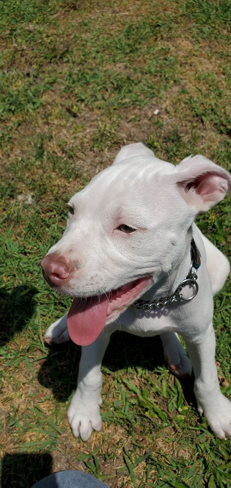 White Pitbull Puppies, Female Pitbull, Cute Pitbulls, White Pitbull, Red Nose Pitbull, Nanny Dog, Estilo Swag, Pitbull Puppy, White Puppies