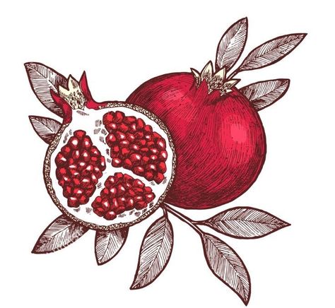 Vintage Pomegranate Illustration, Pomegranate Art Design, Pomegranate Illustration, Pomegranate Drawing, Jewish Tattoo, Pomegranate Tattoo, Pomegranate Art, Pomegranate Design, Illustration Botanical