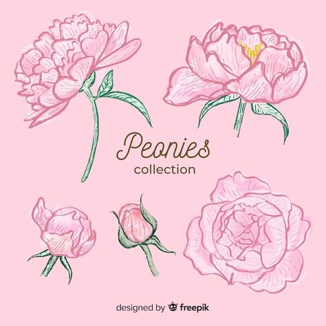 Collection of hand drawn peony flowers | Free Vector #Freepik #freevector #flower #wedding #floral #flowers Draw Peonies, Peony Flower Drawing, Peonies Drawing, Peony Drawing, Peony Illustration, Happy Birthday Illustration, The Finder, Peony Art, Birthday Illustration