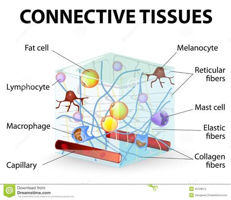 Tissue Diagram, Tissue Biology, Tissue Types, Collagen Fibers, Mast Cell, Human Body Anatomy, Ehlers Danlos, Connective Tissue, Skeletal Muscle