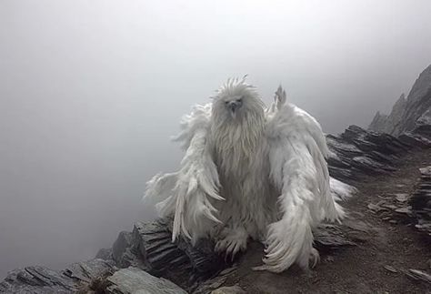 "Angels captured by GoPro" by Seoul The Soloist (2023) Eerie Photography, The Soloist, Snow Angels, Find Beauty, Winter White, Gopro, Seoul, Fantasy Art, Angel