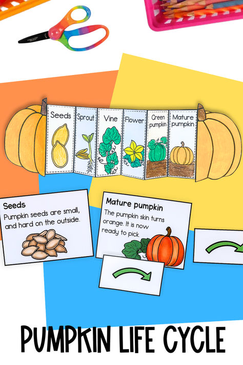 Find out about the stages of a pumpkin plant's life cycle with this foldable science craft. Ideal for home education, or for use in the classroom. Use this cut and paste activity for a science lesson about plant life cycles, autumn/fall, seasonal changes, or for a Halloween activity! Life Cycle, Fall Science, Pumpkin Life Cycle, Planting Pumpkins, Science Crafts, Pumpkin Stem, Pumpkin Flower, Plant Life Cycle, Indoor Fun