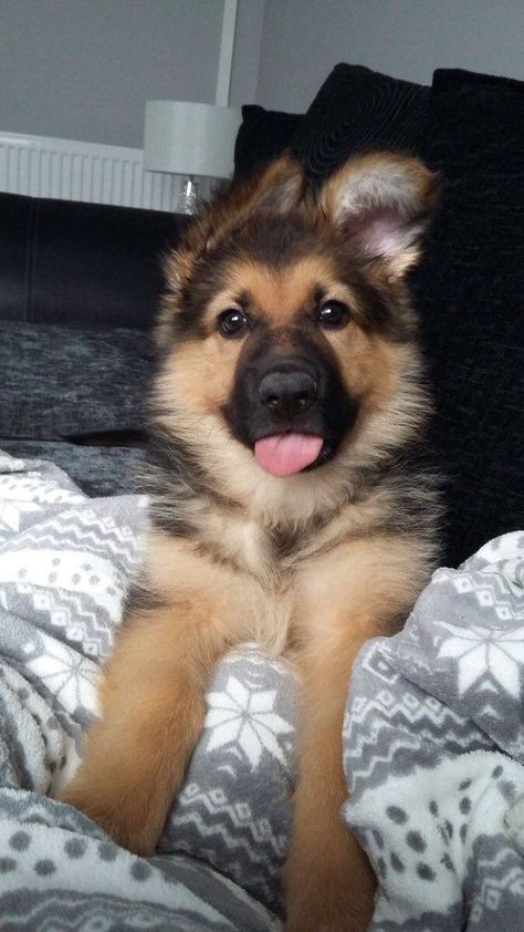 Adorable German Shepherd German Puppies Shepherd, German Puppy Shepherd, Cute Dogs German Shepherds, Cute Puppy German Shepherds, Adorable German Shepherd, Cute Dogs Puppies, Dogs And Puppies Pictures, German Shepherd Dogs Puppy, Puppy German Shepard