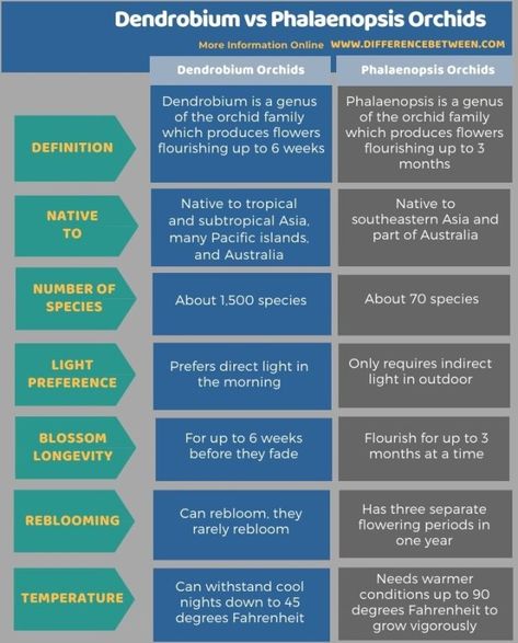 Difference Between Dendrobium and Phalaenopsis Orchids 3 Neuromuscular Junction, High Fever, Plant Cell, The Cell, Breast Milk, Plexus Products, Anatomy, Disease, Orchids