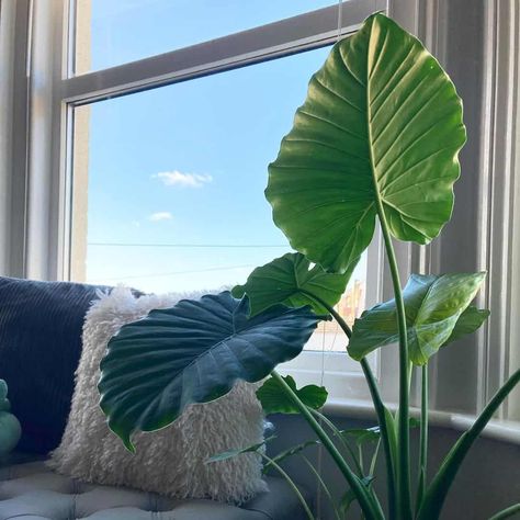 How To Grow An Elephant Ear Plant Indoors (The Best Tips) Growing Elephant Ears Indoors, Indoor Elephant Ear Plant, Growing Elephant Ears From Bulbs, Elephant Ears Plants Indoor, Elephant Ear Indoor, Elephant Ear Plant Indoor, Elephant Ears Plants, Elephant Ear Plant Care, Black Elephant Ears