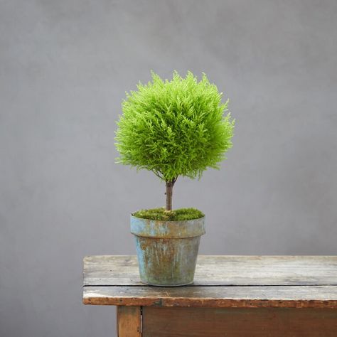 Topiary Decor, Cypress Plant, Beautiful Indoor Plants, Lemon Cypress, Ferns Care, Bonsai Tree Types, Topiary Plants, Topiary Trees, Green Metal