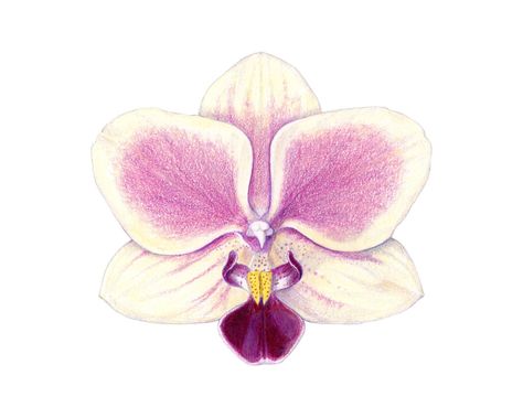 Orchid Drawing, Orchids Painting, Drawing Color, Drawing Faces, Color Pencils, Arte Inspo, Arte Sketchbook, Graphite Pencils, Color Pencil Drawing