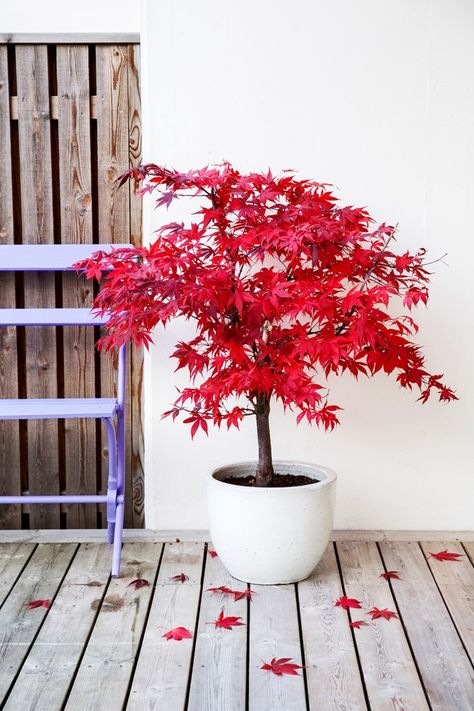 Japanese Maple Tree Varieties, Maple Tree Landscape, Japanese Maple Garden, Japanese Maple Bonsai, Japanese Garden Decor, Japanese Garden Landscape, Japan Garden, Japanese Garden Design, Japanese Maple Tree