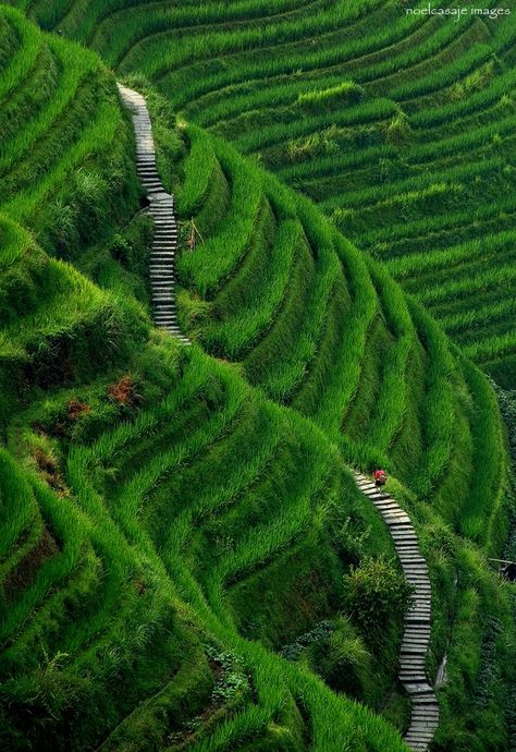 Longsheng, Guilin County, China Magic Places, Green Field, Guilin, Chongqing, Stairway To Heaven, China Travel, Travel Board, To Heaven, Hangzhou