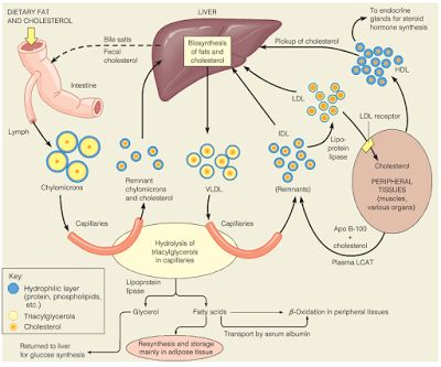 LIPOPROTEIN METABOLISM ~ Biochemistry and Molecular Biology Lipid Metabolism, Biochemistry Notes, Clinical Chemistry, Plasma Membrane, Nutrition Classes, Biology Lessons, Medical School Studying, Biology Notes, Cell Biology