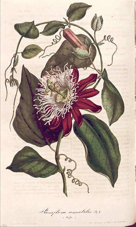 White-crowned passion flower (1847) | From our collection of… Botanical Printables, Passion Flowers, Illustration Botanique, Vintage Botanical Prints, Botanical Painting, Scientific Illustration, Passion Flower, Botanical Illustrations, Botanical Drawings