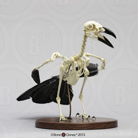 Articulated Flying Raven Skeleton - Bone Clones, Inc. - Osteological Reproductions Raven Skeleton, Bird Bones, Wet Specimen, Animal Skeletons, Vulture Culture, Skeleton Bones, Crows Ravens, Bird Skull, Animal Bones