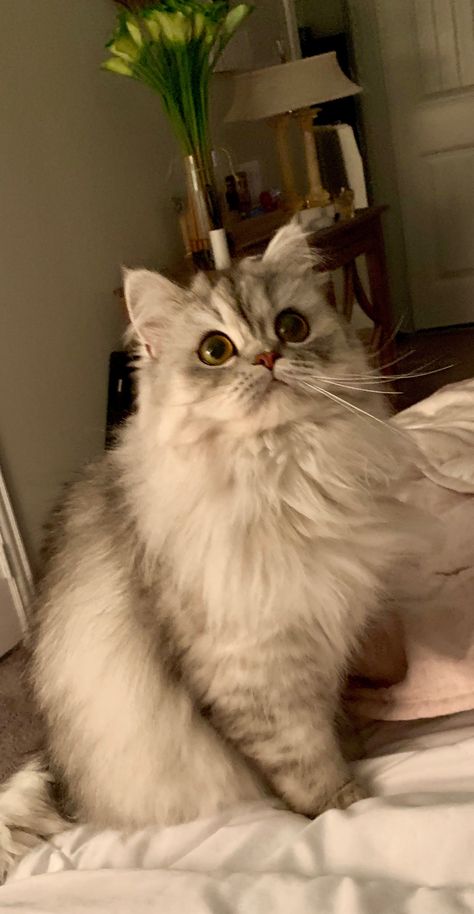 Silver Persian Cat, Persian Kittens For Sale, Cat Images, Cat Wedding, Kittens For Sale, Persian Kittens, Kitten For Sale, Persian Cat, Fairytale Wedding