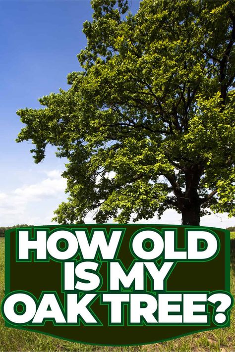 Oak Tree Age: Determining the Years of Your Mighty Oak Oak Trees Landscaping, Angel Oak Trees, Angel Oak, Hawthorn Tree, Yucca Plant, Gardening Gear, Mighty Oaks, Holly Tree, Zone 9