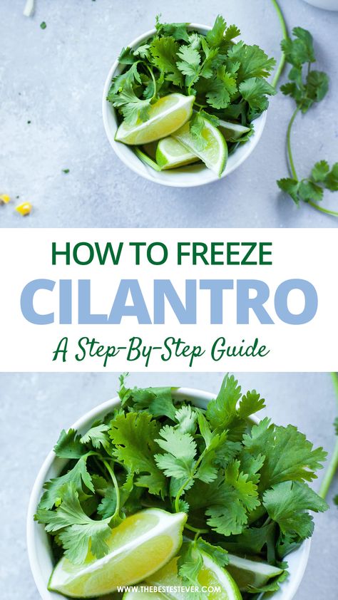 Uses For Cilantro Recipe, Freeze Cilantro How To, How To Dry Cilantro In Oven, Preserve Cilantro Fresh Herbs, Freezing Cilantro How To, How To Save Cilantro, Ways To Use Cilantro, Can You Freeze Cilantro, How To Preserve Fresh Cilantro