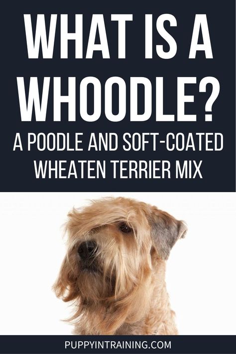 Poodle Terrier Mix Dogs, Wheaten Terrier Mix, Service Dogs Breeds, Poodle Mix Breeds, Dog Breeds That Dont Shed, New Puppy Checklist, Dog Bread, Best Treats For Dogs, French Poodle