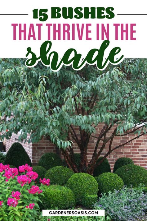 This list of shade loving bushes that grow under trees is awesome! I can't wait to try tree peonies, Japanese maples and boxwood in the shade garden in my backyard. Best Shrubs For Shade, Hydrangea Shade, Tv Unit Wall, Evergreens For Shade, Shaded Garden, Shade Loving Shrubs, Tree Peonies, Shade Landscaping, Plants Under Trees