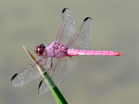 Dragonfly Images, Dragonfly Painting, Pink Dragonfly, Colorful Dragonfly, Dragonfly Art, Beautiful Bugs, Acrylic Paint Set, Paint Set, Paint By Number