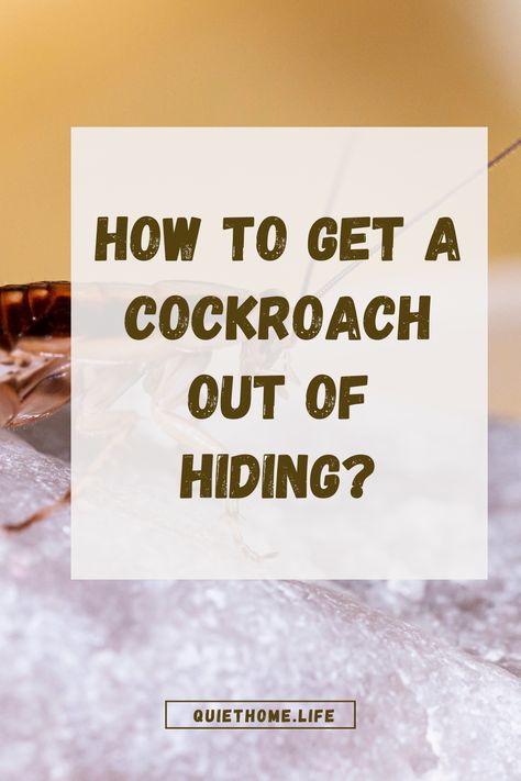 How to Get a Cockroach Out of Hiding Get Rid Of Roaches Fast House, How To Get Rid Of Roaches In Apartment, How To Keep Roaches Out Of Your House, Diy Roach Killer Homemade, How To Kill Cockroaches Fast, How To Get Rid Of Roaches For Good, How To Get Rid Of Roaches, Roach Infestation How To Get Rid Of, Kill Roaches Fast