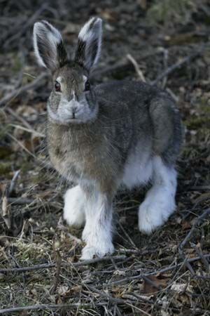 2d Felting, Benny And Joon, Snowshoe Hare, Pet Rabbits, Summer Coat, Felting Ideas, Guinea Pig Cage, Pet Bunny, Rex Rabbit