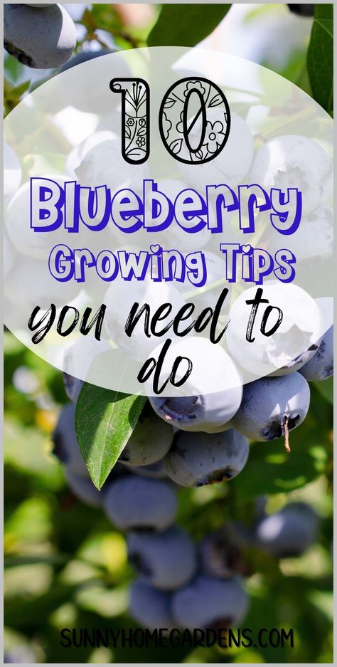 All the best hints, tips, hacks, and ideas for growing the biggest and best blueberry harvest from blueberries in your bakcyard garden.  Blueberries are a such a fun crop to grow. Growing Blueberries Bushes, Blueberry Companion Plants, Blueberry Varieties, Blueberry Gardening, Growing Blueberries, Bush Garden, Cucumber Trellis, Blueberry Plant, Blueberry Bushes