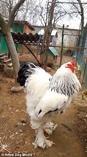 'Merakli' is a Brahma chicken, a breed known specifically for it's heavy weight and large size Brahma Chicken Colors, Blue Jersey Giant Chicken, Light Brahma Chicken, Giant Chicken Breeds, Giant Brahma Chicken, Largest Chicken Breed, Huge Chicken, Brahma Chicken, Giant Chicken