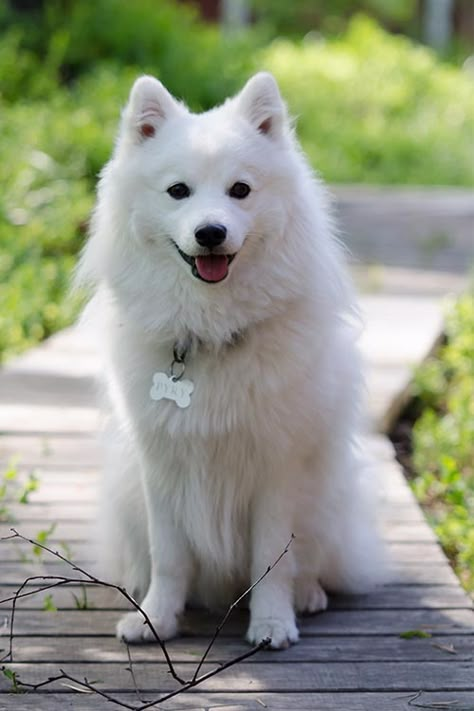 Spitz Dog Breeds, Anime Pets, Japanese Spitz Puppy, Pet Tattoo Ideas, Japanese Spitz Dog, Spitz Puppy, Pet Drawings, Spitz Pomeranian, Pet Anime