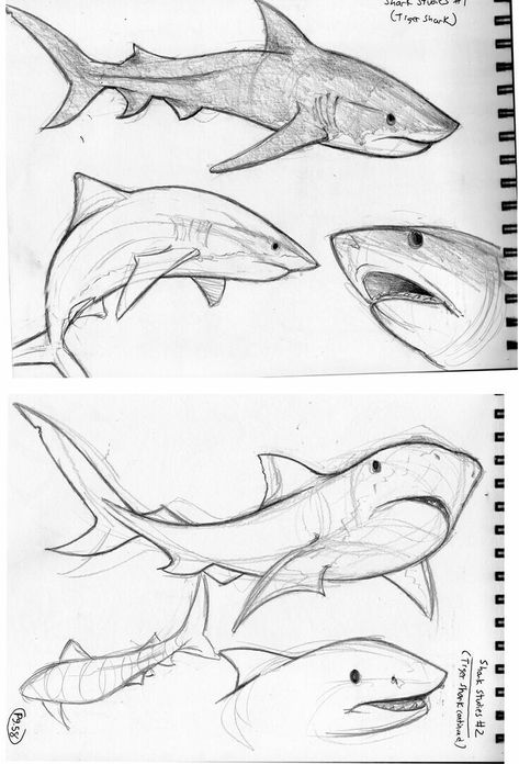 Shark drawing poses Shark Drawing, Animal Drawings Sketches, Shark Art, Pencil Art Drawings, Animal Sketches, Arte Animal, Cool Art Drawings, Art Inspiration Drawing, Drawing Tips