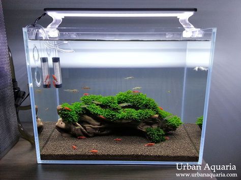 Urban Aquaria: 13 Litre Nano Tank. Like this boxwood with plants Simple Planted Aquarium, Planted Nano Tank, Nano Tank Aquascape, Minimalist Fish Tank, Simple Aquarium Ideas, Shrimp Tank Aquascape, Shrimp Aquascape, Nano Shrimp Tank, Simple Fish Tank