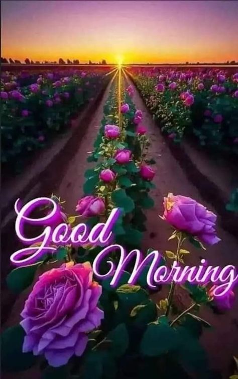 Very Good Morning Images, Good Morning Gift, Good Morning To All, Good Morning Image, Gud Morning, Good Morning Wishes Gif, Lovely Good Morning Images, Good Morning Beautiful Gif, Cute Good Morning Images