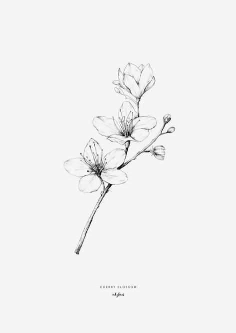 Sprig Tattoo, Hur Man Ritar Blommor, Flower Tattoo Drawings, Flowers Illustration, Blossom Tattoo, Cherry Blossom Tattoo, Flower Sketches, Blossoms Art, Simple Flower