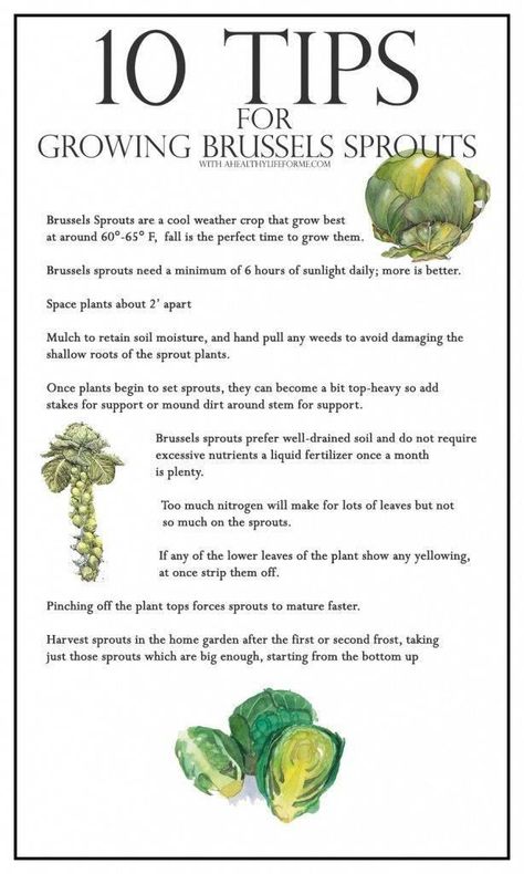 Growing Brussel Sprouts, Growing Brussels Sprouts, Gemüseanbau In Kübeln, Organic Vegetable Garden, Garden Veggies, Veg Garden, Container Gardening Vegetables, Home Vegetable Garden, Organic Gardening Tips